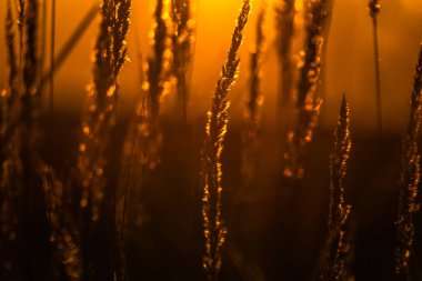 Sonbaharda bir tarlada gün batımı Karpatlar