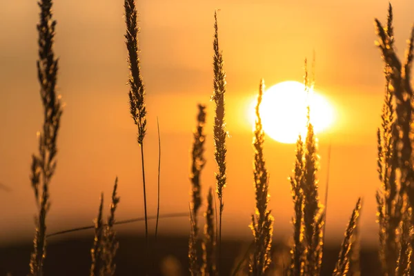 Zachód Słońca Polu Jesiennych Karpatach — Zdjęcie stockowe