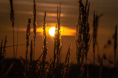 Sonbaharda bir tarlada gün batımı Karpatlar