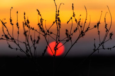 Sonbaharda bir tarlada gün batımı Karpatlar