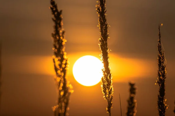 Coucher Soleil Dans Champ Automne Carpates — Photo