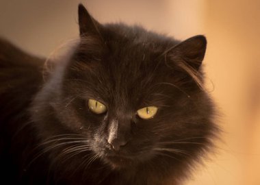 Yumuşak tüylü bir evcil kedinin portresi