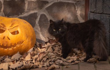 Yumuşak tüylü bir evcil kedinin portresi