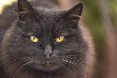 Yumuşak tüylü bir evcil kedinin portresi