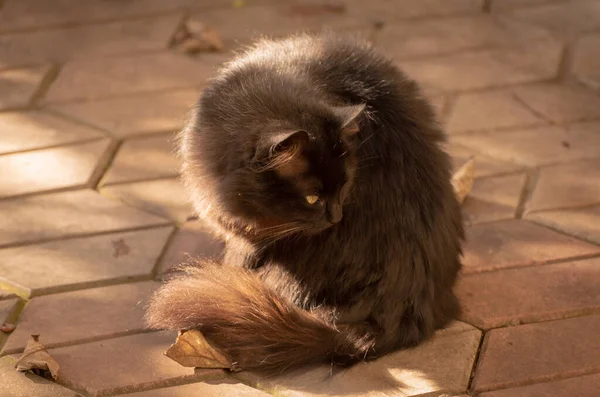 Retrato Gato Doméstico Esponjoso — Foto de Stock