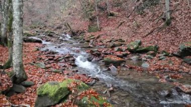 Dağdaki bir sonbahar ormanında şelale