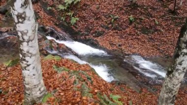Dağdaki bir sonbahar ormanında şelale
