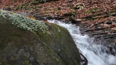 Dağdaki bir sonbahar ormanında şelale