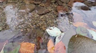 Dağdaki bir nehirde dökülen yapraklar