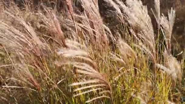 Siergranen Plant Miscanthus Sterke Wind — Stockvideo