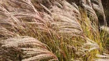 Güçlü rüzgarda süs bitkisi miscanthus