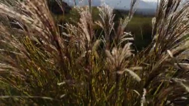 Güçlü rüzgarda süs bitkisi miscanthus