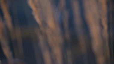 Sonbahar günbatımı tarlada