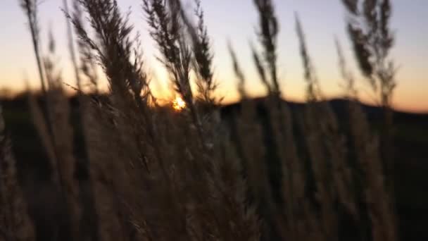 Осінній Захід Сонця Полі — стокове відео