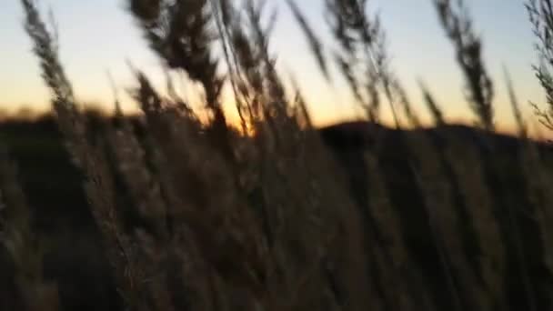 秋天的落日在田野里 — 图库视频影像