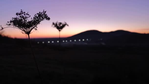 Περίγραμμα Ενός Φυτού Ομπρέλας Φόντο Ηλιοβασιλέματος — Αρχείο Βίντεο