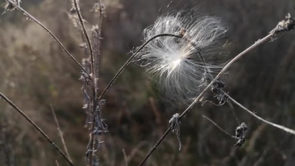 Nadýchané Rostlinné Semínko Větru — Stock video
