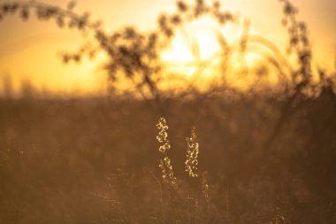 Sonbahar günbatımı tarlada