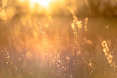 Sonbahar günbatımı tarlada