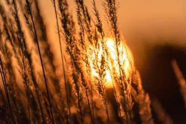 Sonbahar günbatımı tarlada
