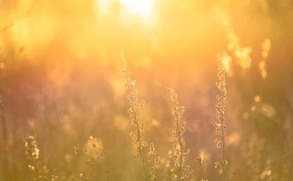 Sonnenuntergang Herbst Auf Dem Feld — Stockfoto