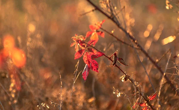 Podzimní Západ Slunce Poli — Stock fotografie