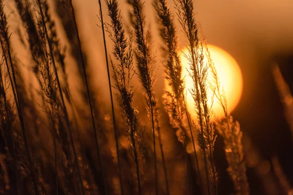 Sonnenuntergang Herbst Auf Dem Feld — Stockfoto