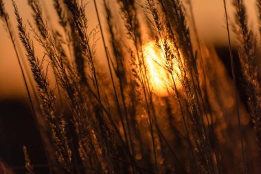 Sonbahar günbatımı tarlada