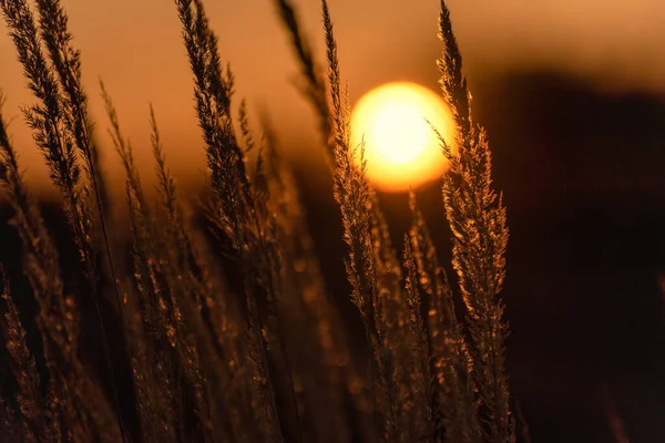 Jesienny Zachód Słońca Polu — Zdjęcie stockowe