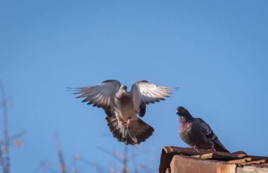 Çatıda bir çift güvercin