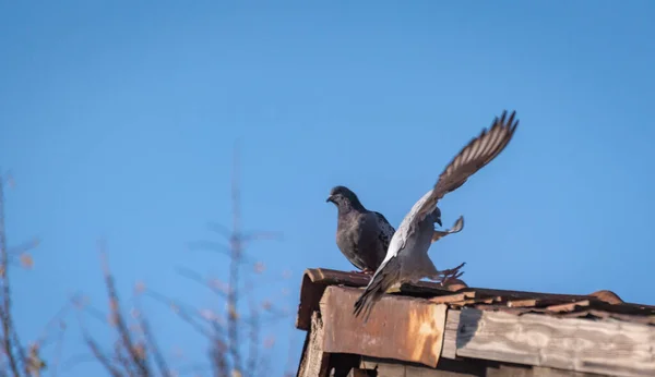 Paire Pigeons Sur Toit — Photo