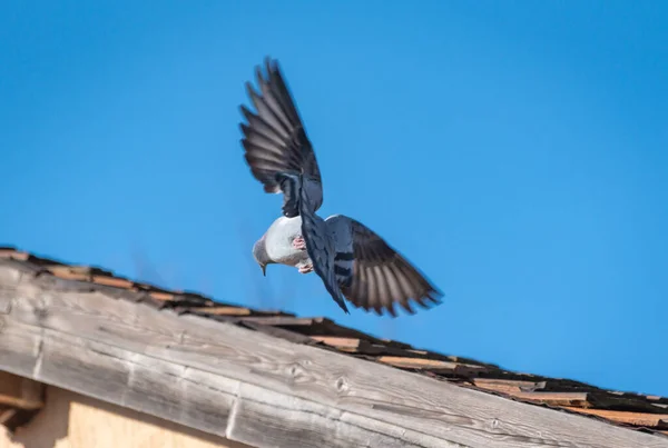 Taubenpaar Auf Dem Dach — Stockfoto