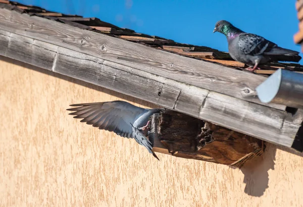 Pair Pigeons Roof — Stock Photo, Image