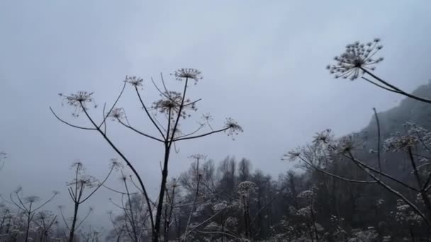 Δηλητηριώδες Ζιζάνιο Κάτω Από Χιόνι — Αρχείο Βίντεο