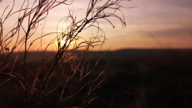 Gün batımının arka planında kurumuş bitki