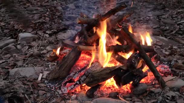 Muž Podporuje Noční Táborák — Stock video