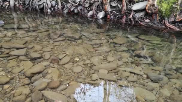 Água Limpa Rio Montanha Inverno — Vídeo de Stock