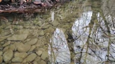 Kışın bir dağ nehrinin berrak suları