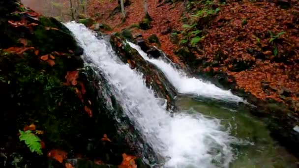 Cascata Una Foresta Montagna Autunno — Video Stock