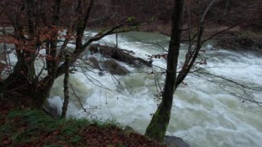 Karpat Dağları 'nda akan dağ nehri