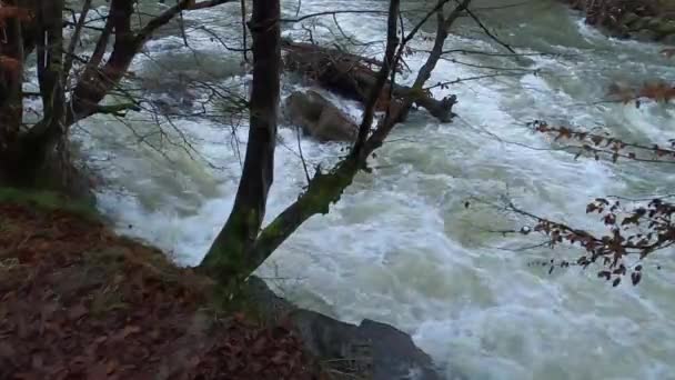 Płynąca Pełni Górska Rzeka Karpatach — Wideo stockowe