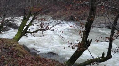 Karpat Dağları 'nda akan dağ nehri