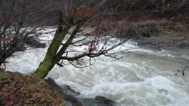 Karpat Dağları 'nda akan dağ nehri