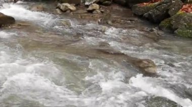 Dağ ormanında şelale