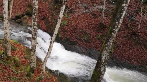 Wodospad Górskim Lesie — Wideo stockowe