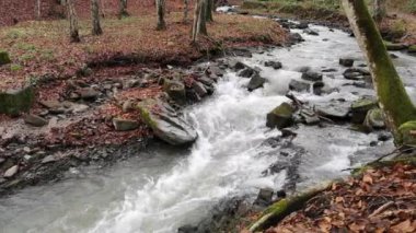 Dağ ormanında bir nehir