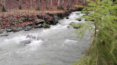 Dağ ormanında bir nehir
