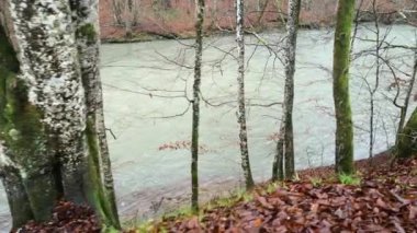 Karpat Dağları 'nda akan dağ nehri