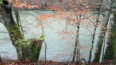 Karpat Dağları 'nda akan dağ nehri