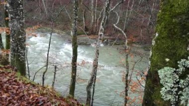 Karpat Dağları 'nda akan dağ nehri